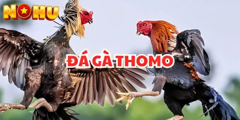 Đá gà Thomo là gì